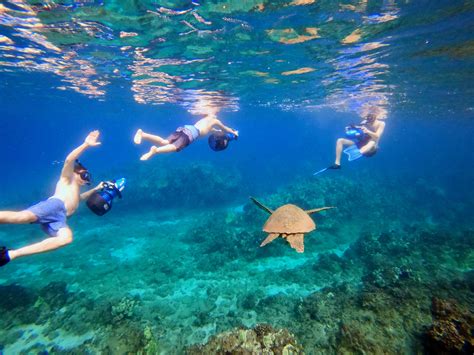 Immerse yourself in the wonders of Maui's ocean ecosystem with our exclusive snorkel offer